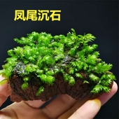 青龙石凤尾苔莫斯绑火山石凤尾石活体水草造景凤尾沉木造景 包邮