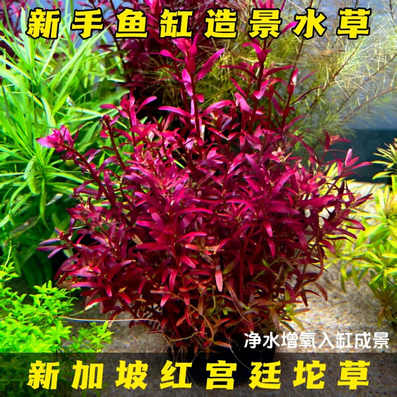 新加坡红宫廷坨草新手好养水草鱼缸造景净水增氧阴性水草植物