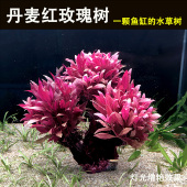 丹麦玫瑰树新手水草鱼缸造景水草植物生态古法缸水草增氧阴性水草