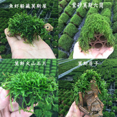 莫斯水草虾屋绑好莫斯虾窝火山石水草鱼缸造景好养新手水草