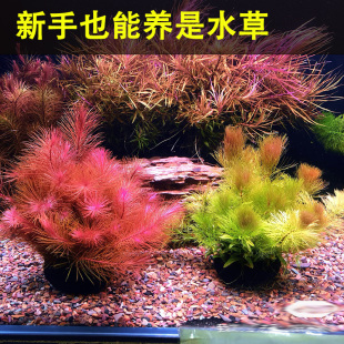 鱼缸水草红草大羽毛坨草新手水草鱼缸造景增氧前中后景淡水草植物