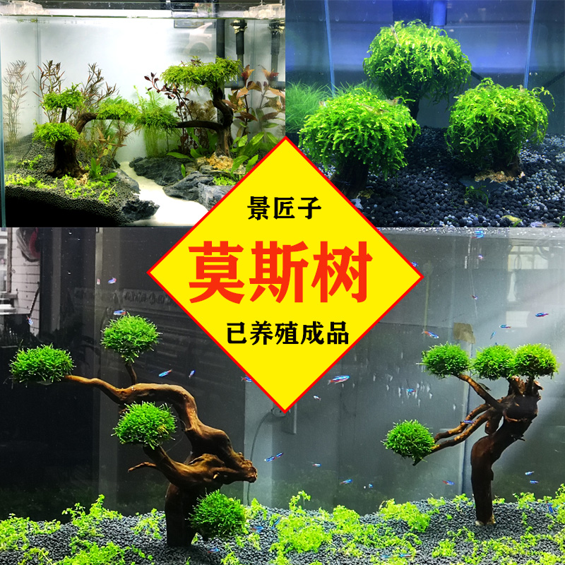 成品莫斯树水草入缸一树成景