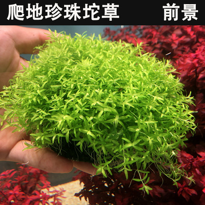 新手水草爬地高珍珠草鱼缸水草