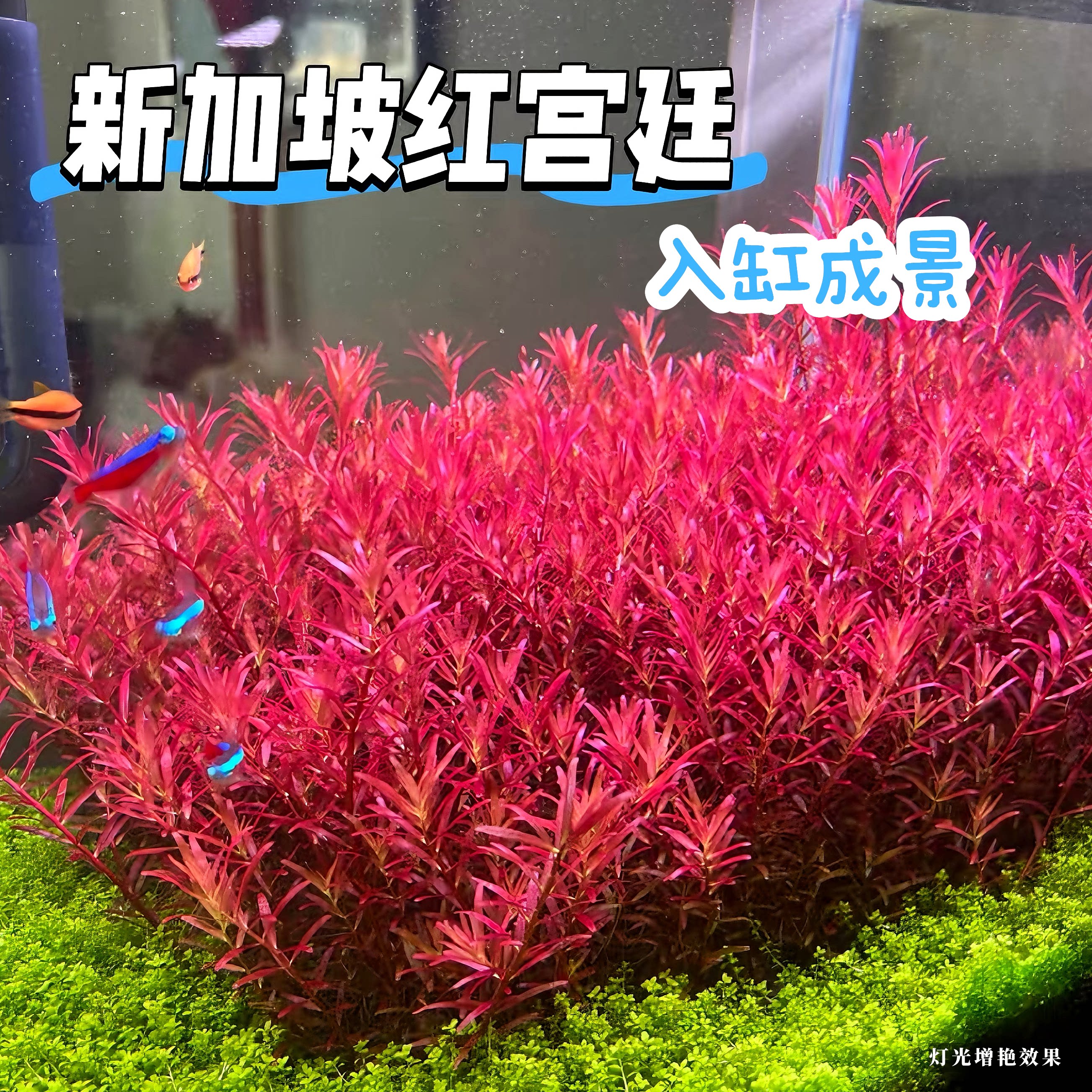 新加坡红宫廷水草鱼缸造景植物新手好养净化水质
