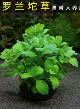 水罗兰坨草无需种植新手好养淡水植物鱼缸装饰绿色水培植物