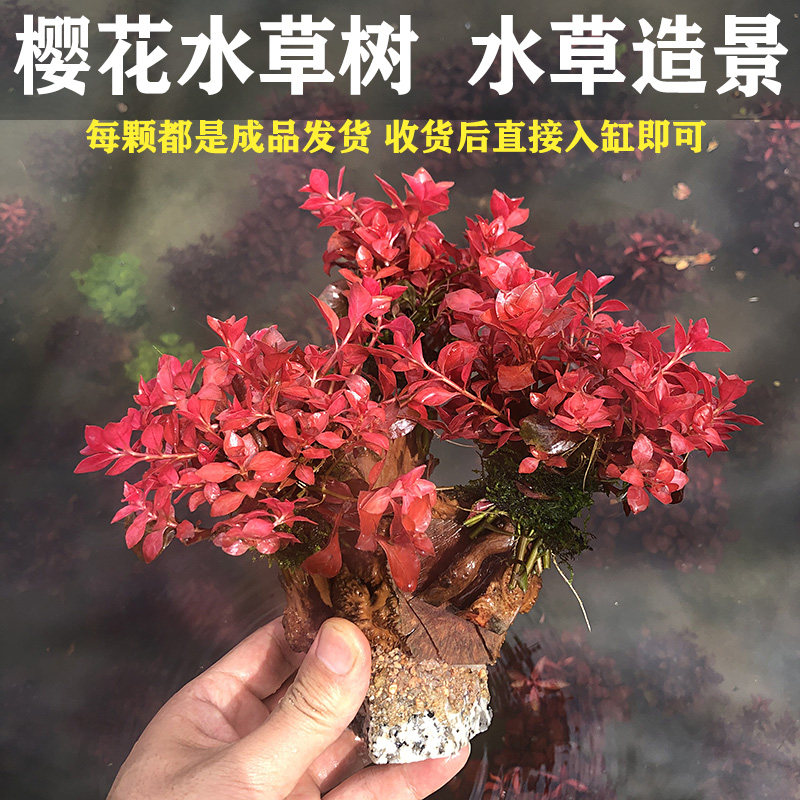 红草树生命之树水草树沉木鱼缸造景装饰增氧淡水植物水培原生态