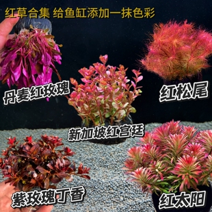红色活体水草组合套餐鱼缸造景好养无需栽种入缸成景增氧净水