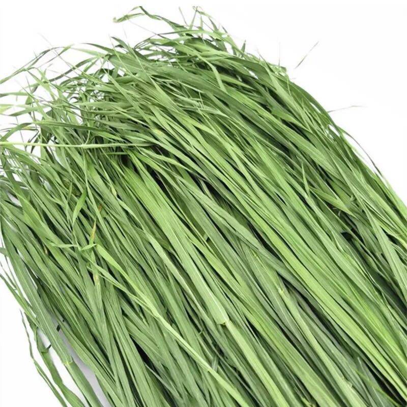 2026年包邮烘干小麦草干草高纤维兔子干草牧草代替提摩西草苜蓿草