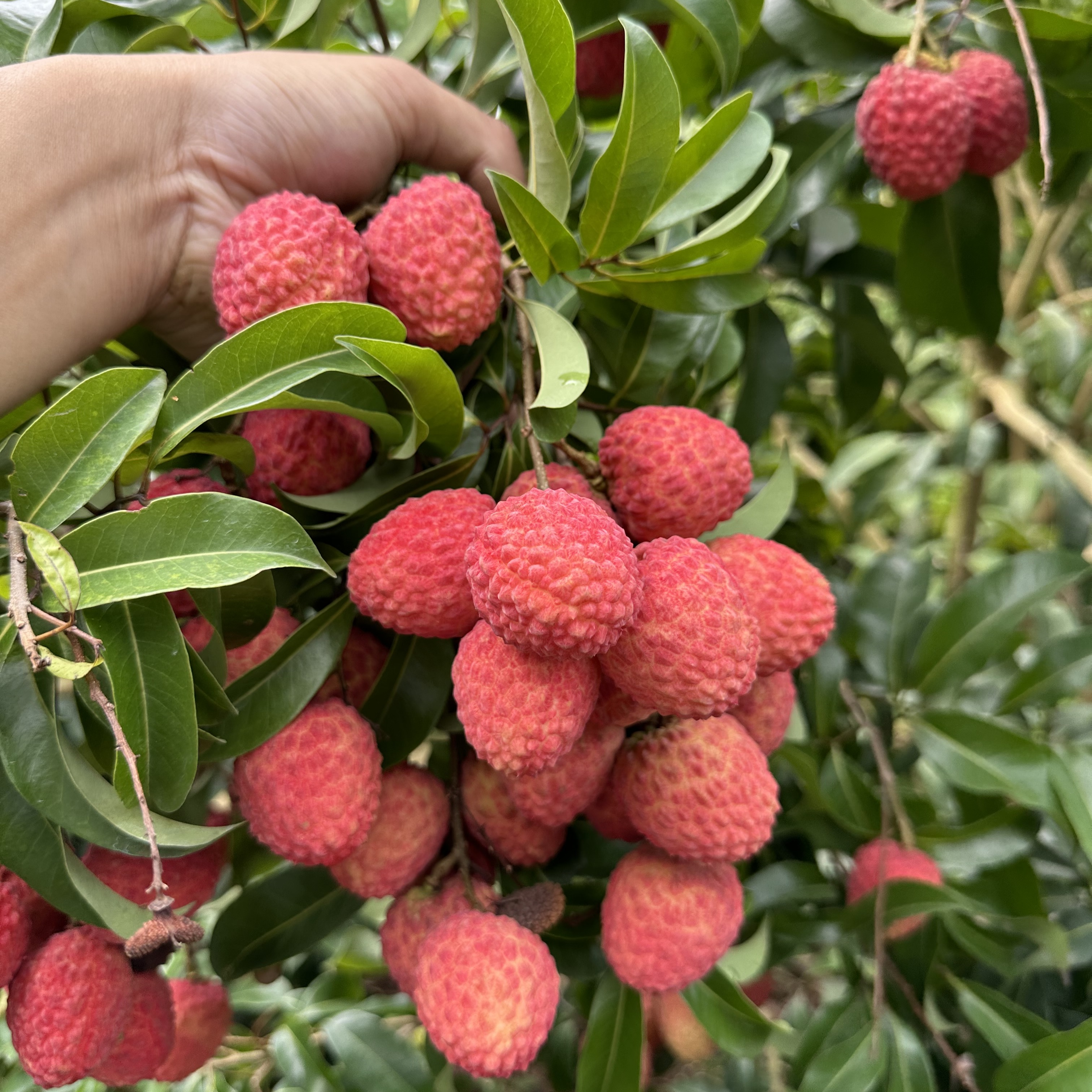 广东仙进奉荔枝新鲜当季水果整箱