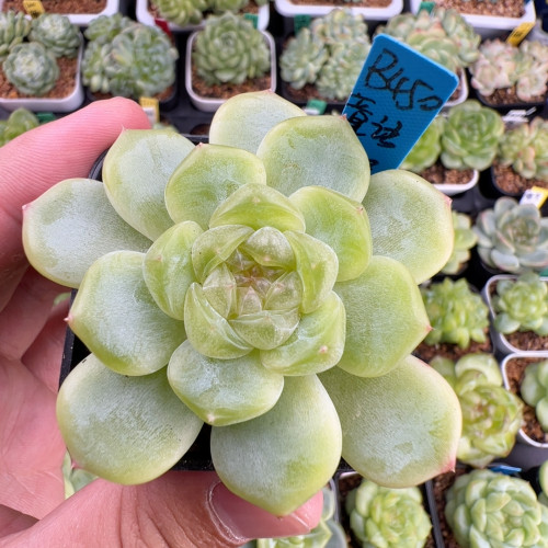 D450,大单头童话