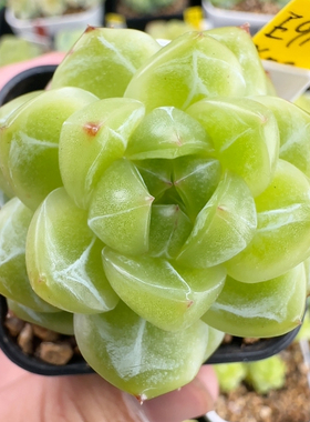 E910,独家编号珍妮.z402,好看推荐