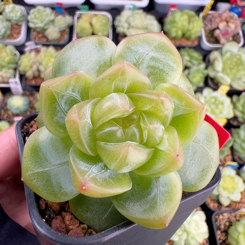 451.大双头不知名珍妮，6厘米