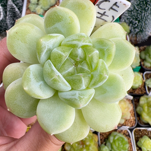 E030 土家财富 单头