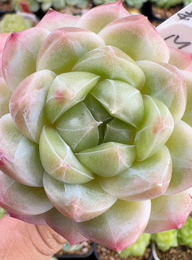 B506,单头M78,白透款