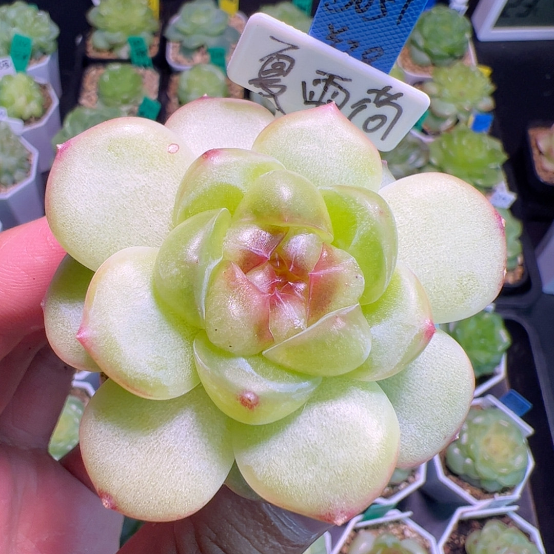 B051,大单头夏雨荷