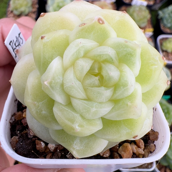 B545,双头梨花白,鲜花速递/花卉仿真/绿植园艺,多肉植物,淘宝优惠券,粉丝福利购,淘宝优惠卷