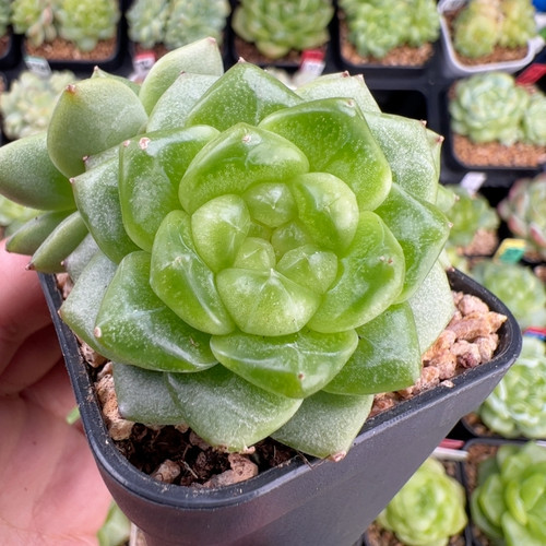 D722,新品，三头青提冰珠，6.5厘米