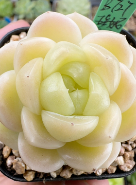 B727,新品，奶白黄珍妮