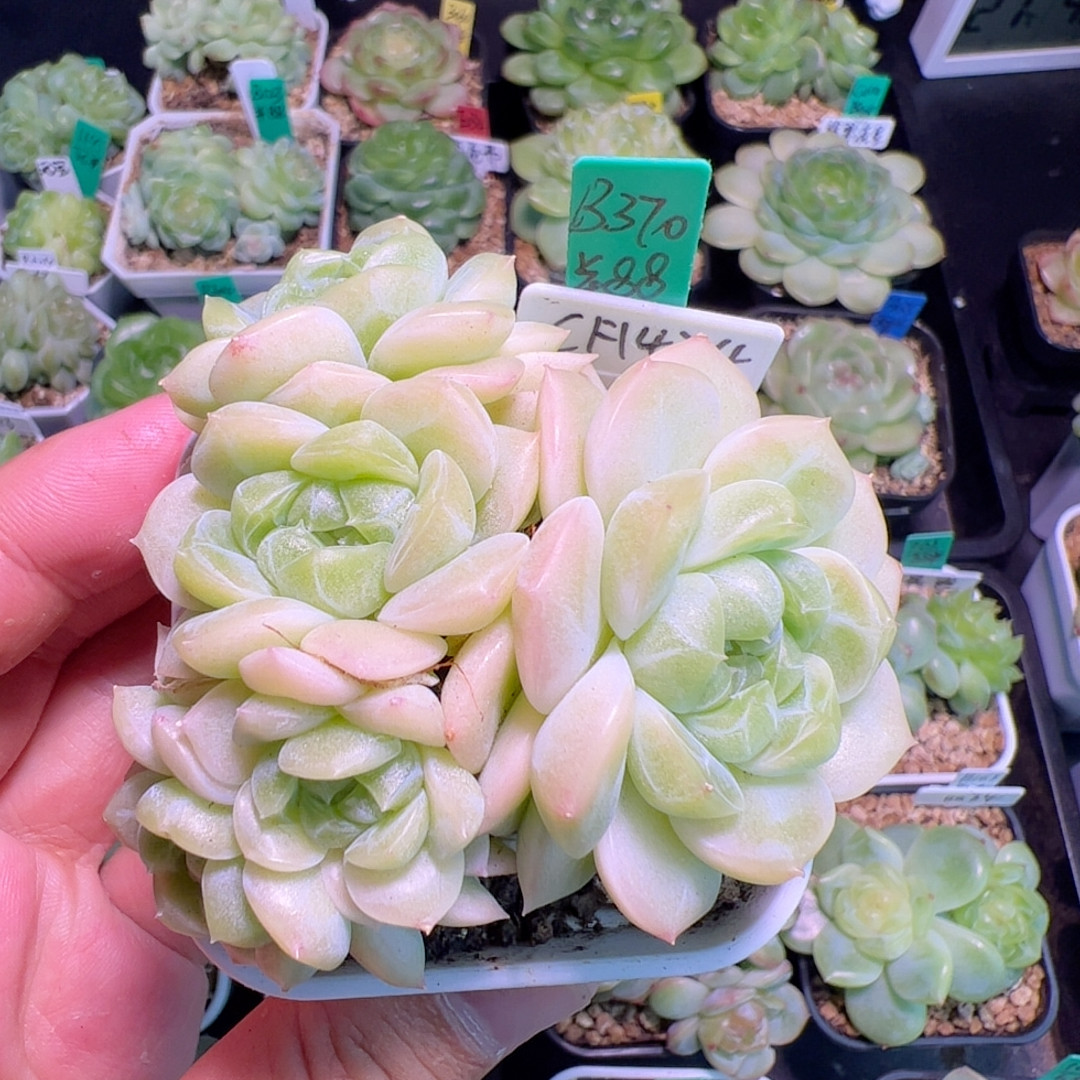 B370,六头财富1474群，7厘米