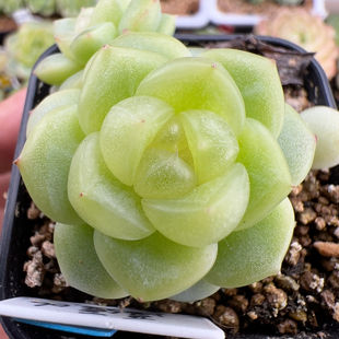 A411,三头遥遥06.贵东西