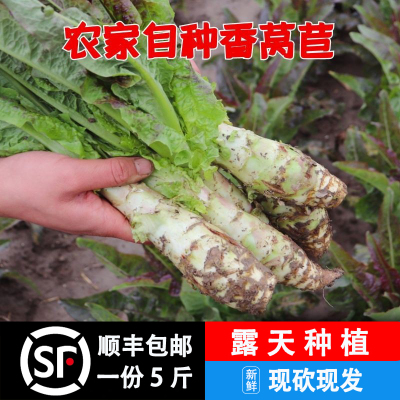 莴笋莴苣露天生态农家种植