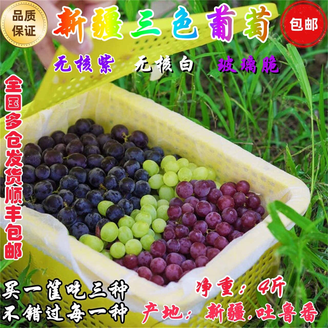 新疆葡萄三拼三色无核无籽