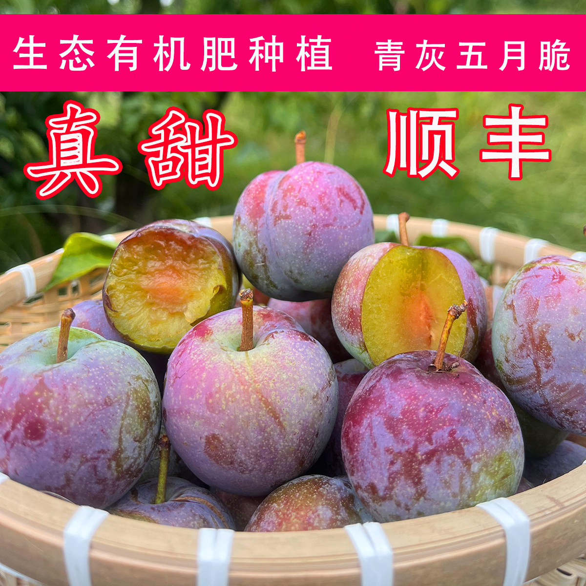 四川正宗五月脆李子凤凰李新鲜水果孕妇青红脆李现摘现发脱骨李