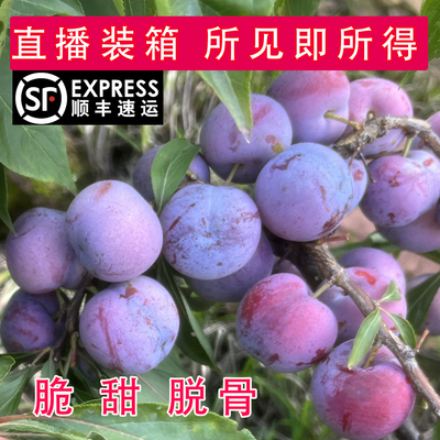 四川小脆红李脱骨李红脆李新鲜水果眉山青红脆李空心李现摘现发