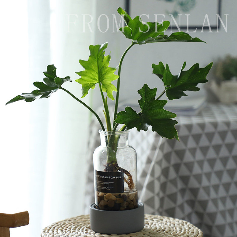 Sen Lan Chun Yu Philodendron Hydroponics Botany Potted plant indoor Water to keep Monstera Office desktop Green plantin the Flower delivery/Flowers simulation/Plants gardening , Flowers/Potted plants (New) , Plants  category - from Buy2taobao.com to provide professional Taobao agent buy service