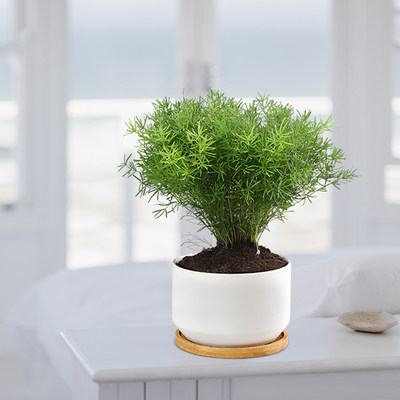 心森岚虎尾天门冬狐尾绿植桌面盆景室内办公室四季喜阴植物盆栽 心森岚 淘优券