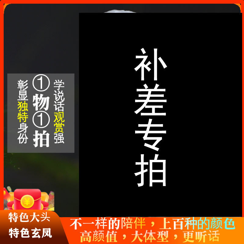 特色精品欧台国血大头手养虎皮鹦鹉活鸟鸟活物会说话幼鸟宠物活体