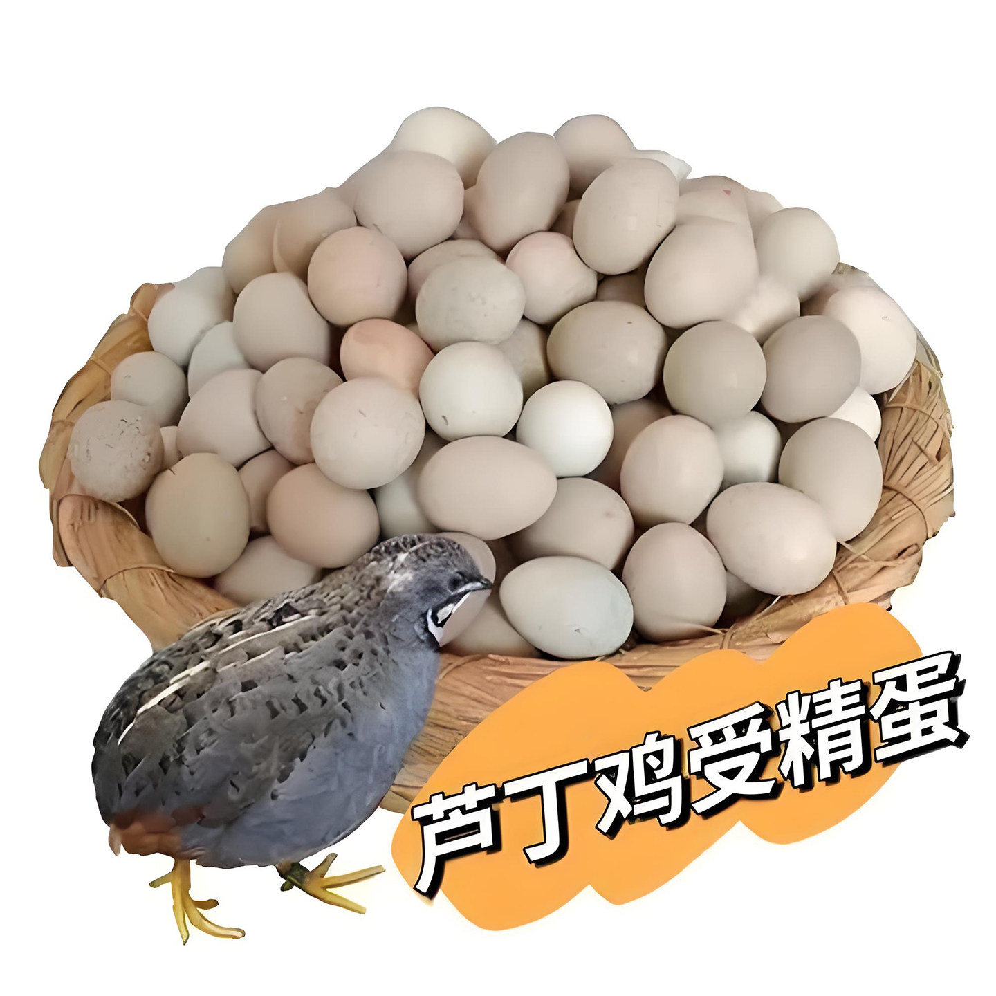 芦丁鸡受精蛋可孵化网红德系
