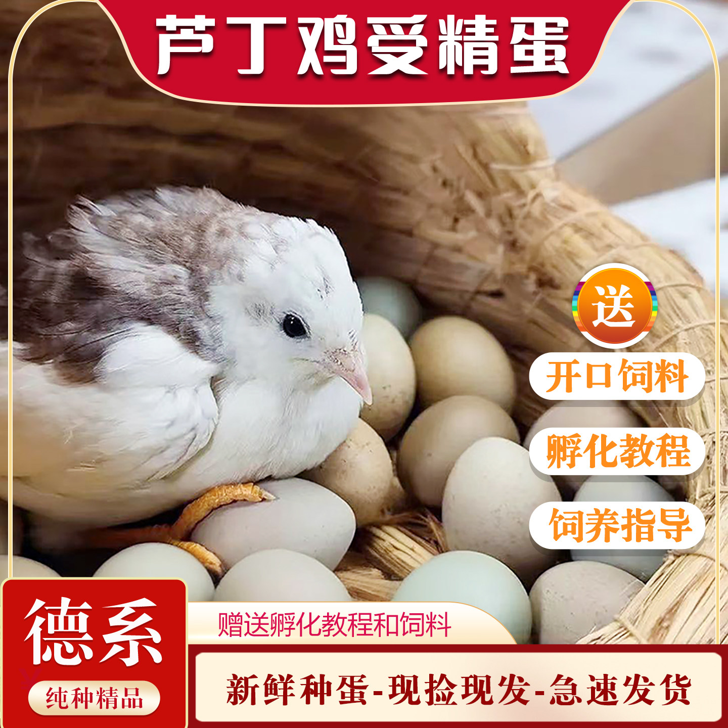 芦丁鸡种蛋德系变异可孵化卢丁鸡宠物鸡下蛋网红小鸡另类礼服稀有