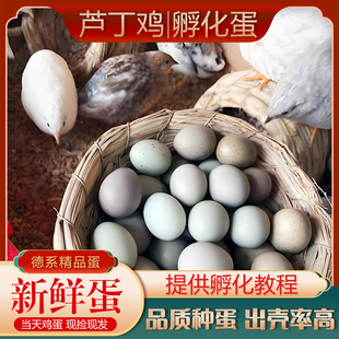 芦丁鸡受精可孵化蛋网红迷你宠物鸡蛋纯白礼服德系卢丁鸡蛋受精卵