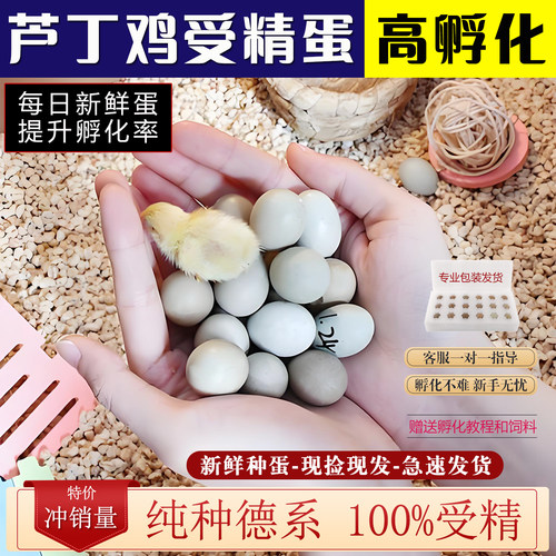 芦丁鸡受精可孵化观赏蛋