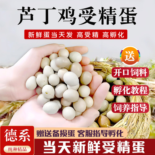 宠物鸡受精可孵化蛋网红芦丁鸡蛋