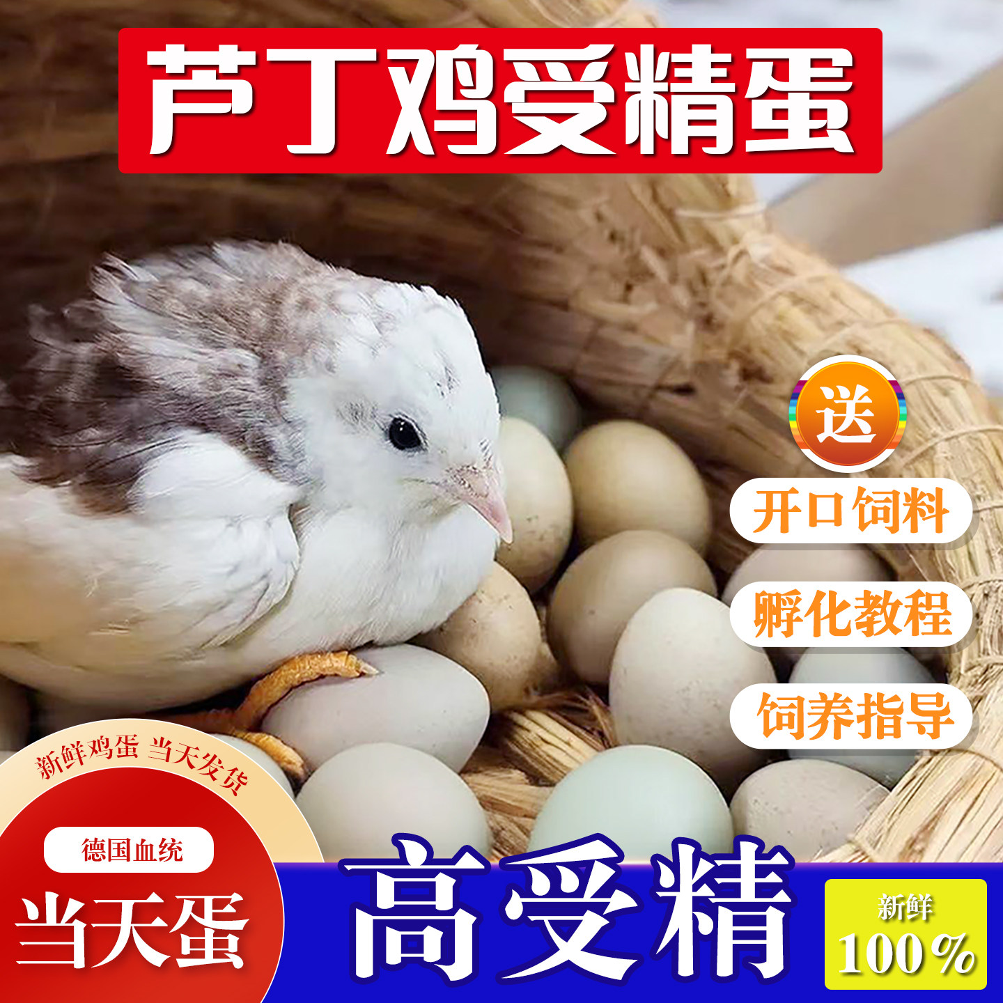 芦丁鸡受精蛋可孵化健康保障