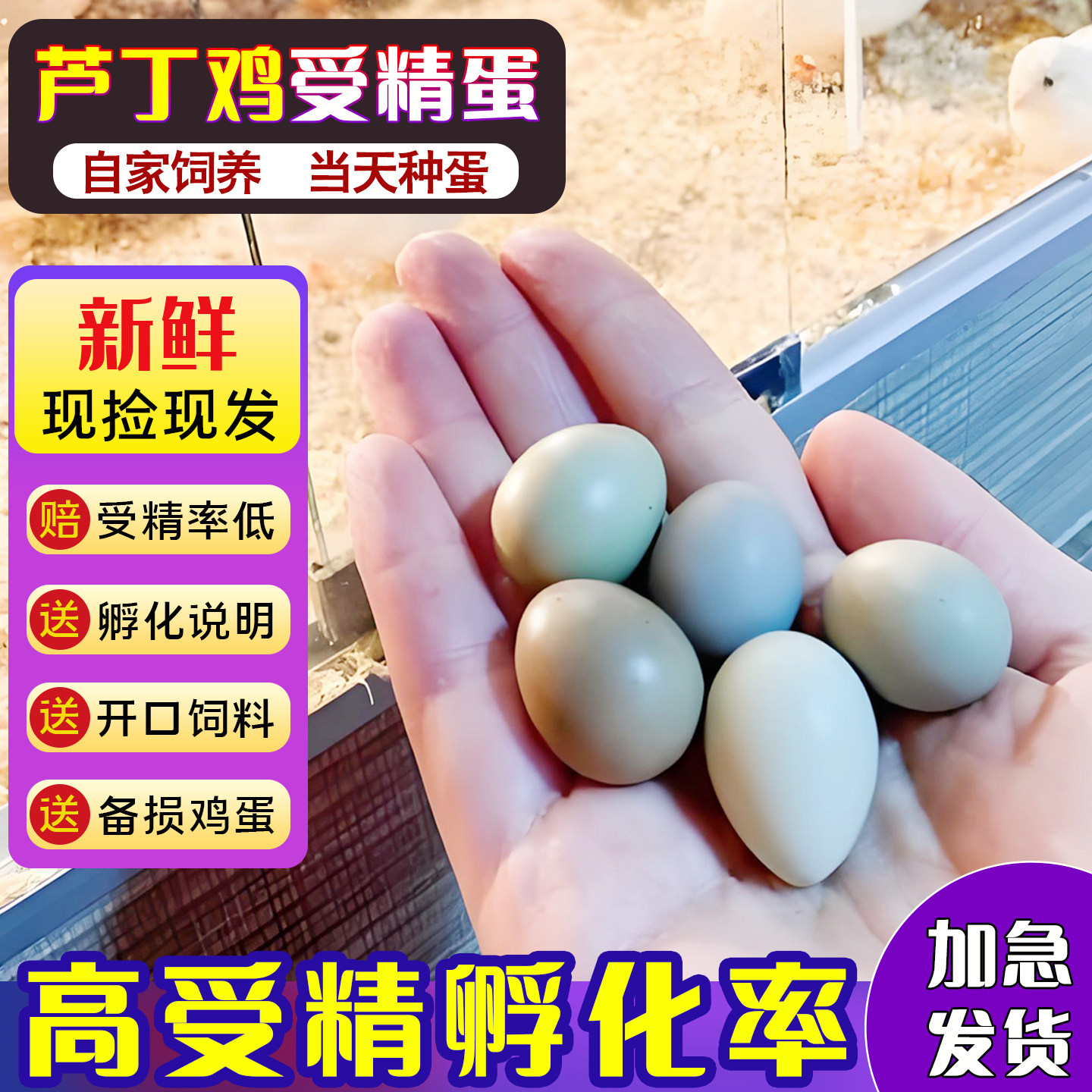 芦丁鸡受精蛋可孵化白色瓦灰鸟蛋卢丁鸡黑白礼服宠物德系网红小鸡,宠物/宠物食品及用品,宠物鸡,淘宝优惠券,粉丝福利购,淘宝优惠卷