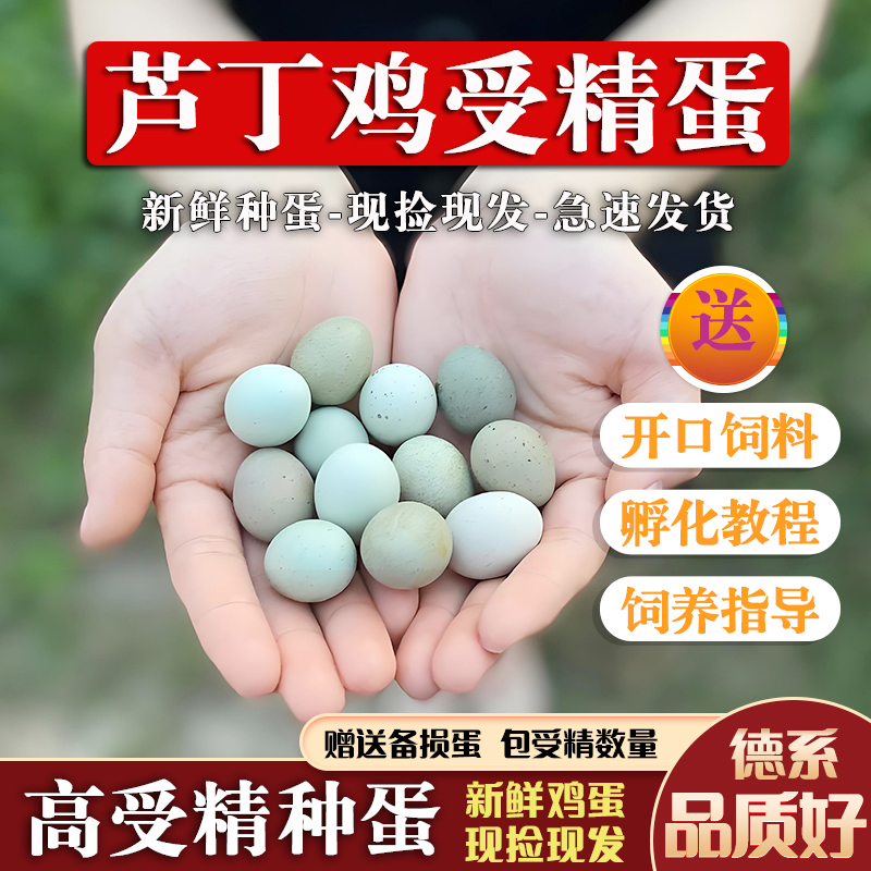 芦丁鸡受精蛋可孵化白色瓦灰鸟蛋卢丁鸡黑白礼服宠物德系网红小鸡