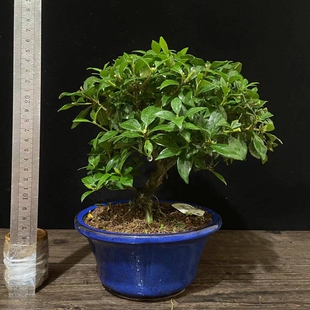 寿星栀子花 日本品种 小型盆景盆栽