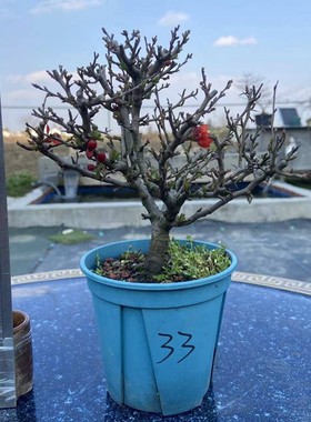 实拍长寿梅日本红花一号