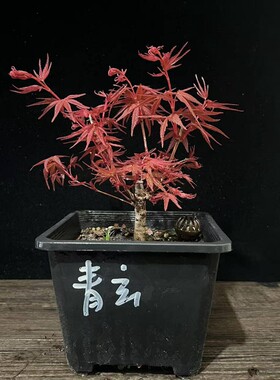 日本品种枫树扦插原生苗盆养多年