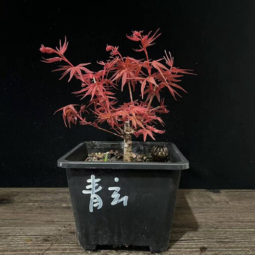 日本品种枫树扦插原生苗盆养多年