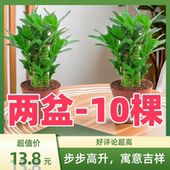 富贵竹植物盆栽办公室内客厅好养四季 常青步步高升创意送礼物绿植