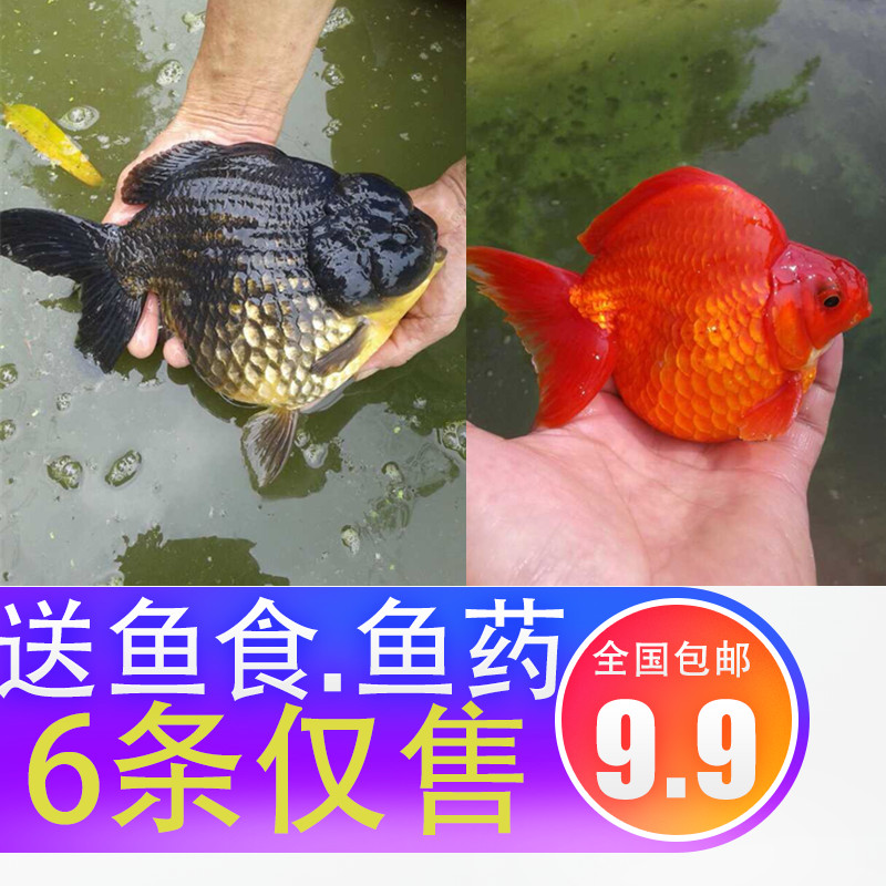 金鱼活体观赏鱼活体小金鱼冷水鱼锦鲤鱼金鱼苗活体淡水小型鱼包邮