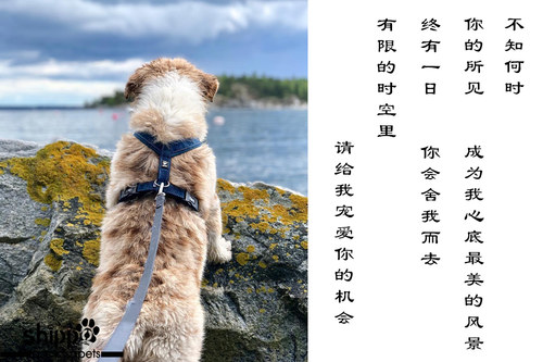 Hurtta/悍拓胸背带Y型受力均匀