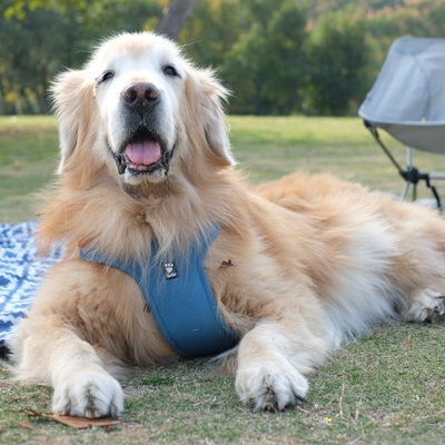 耐用保暖舒适狗肩带hurtta