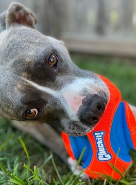 美国Chuckit！七宝自留款可漂浮可踢掷狗狗足球橄榄球互动夜光球