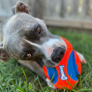 美国Chuckit！七宝自留款可漂浮可踢掷狗狗足球橄榄球互动夜光球