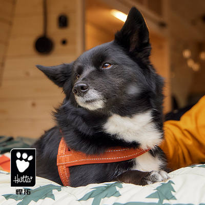 hurtta牵引绳易穿脱柔软好控制